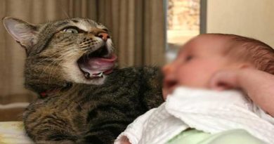cat taking to newborn baby