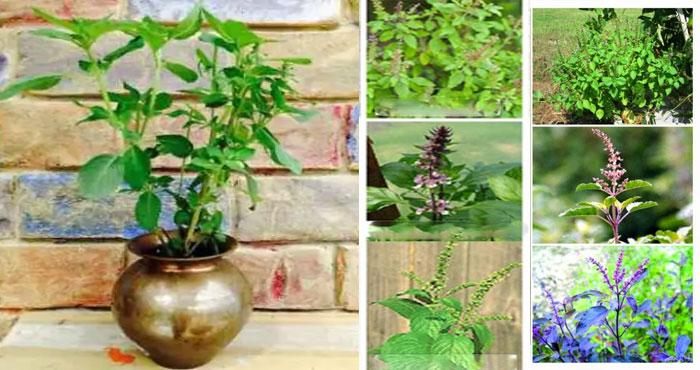 dont put these five type of tulsi in home