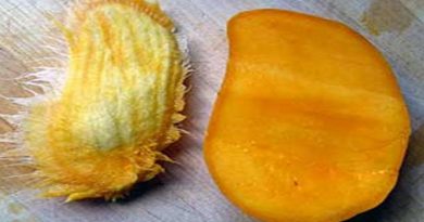 dont think waste of mangos core know 5 benefits