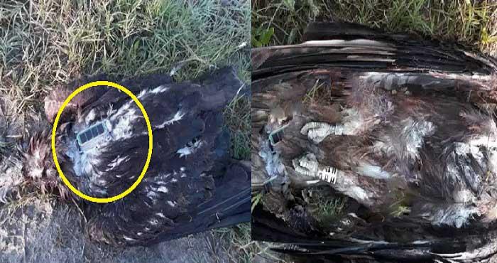 eagle with transmitter found