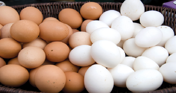 egg is vegetarian or non vegetarian food scientists proved