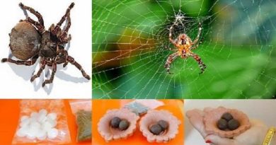 how to clean spider webs follow tips