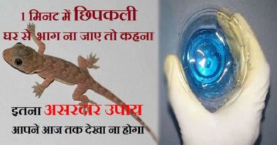 how to get rid lizard at home