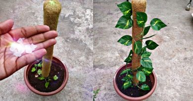 how to grow up monyplant trees