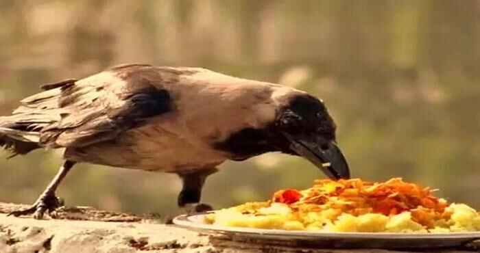 importance of crow eat