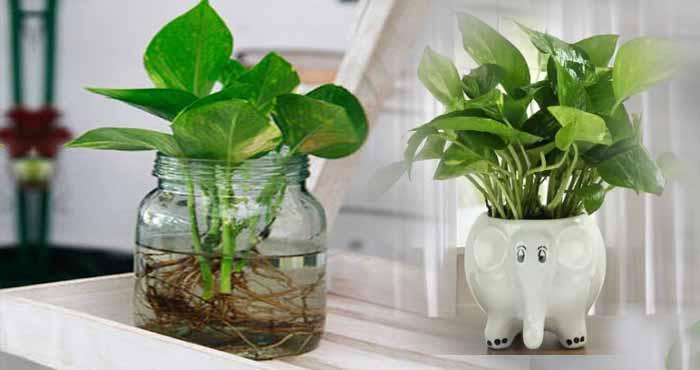 know three things about money plant