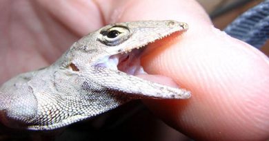 lizard cut your hand than instant home treatment