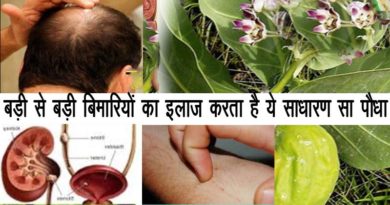 madar or aak plant turns to itching stones and baldness ending with root