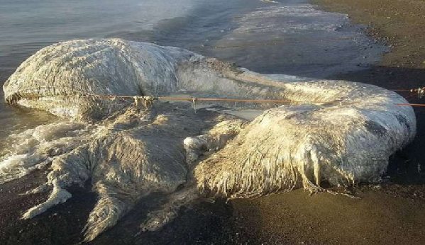 philipines a giant dead sea creature washed