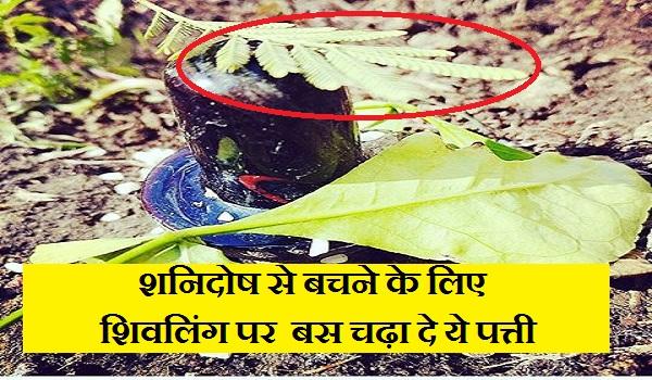 shami plant benefits shiv puja vidhi worship tips in hindi for lord shiva