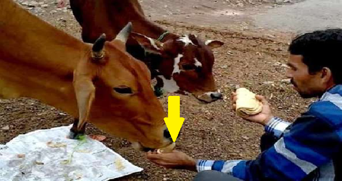 the cows stale roti it will make you lots of problems