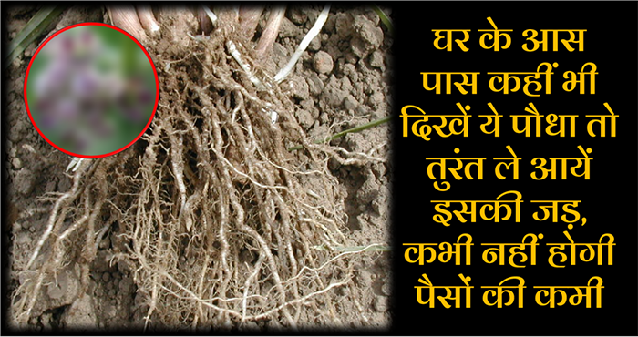 these plant root make you rich and end all life problems