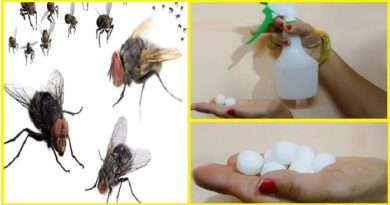 tips for how to clean your house the flies