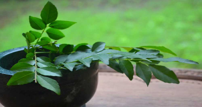 use curry leaves benefits of health