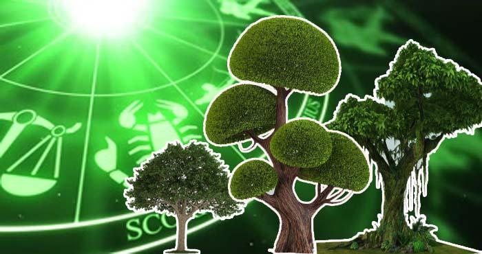 which tree is beneficial for you according to your zodiac