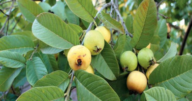 Guava Leaves Health Benefits