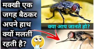 मक्खी बैठे-बैठे अपने हाथ क्यों मलती है
