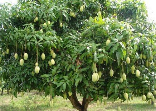 dussehri mango plant 500x500 1